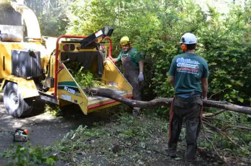 tree services Butler